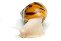 Achatina achatina achatina Ghana albino body juvenil